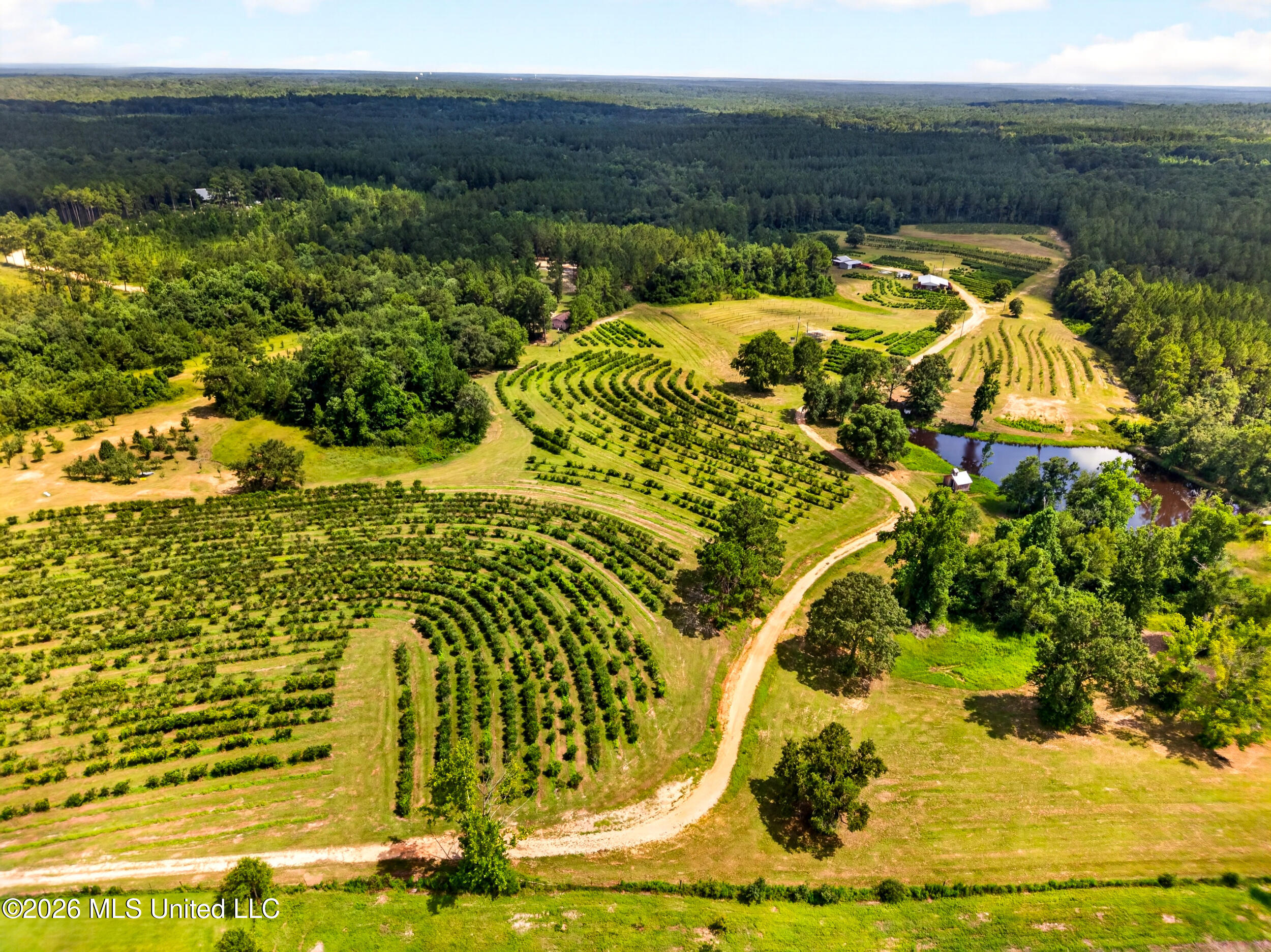 574 Slade Woodward Road Poplarville, MS 39470 - Photo 89 of 106 90_blueberry_orchard
