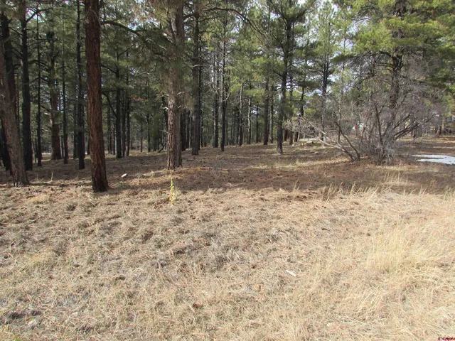 a view of a yard with trees