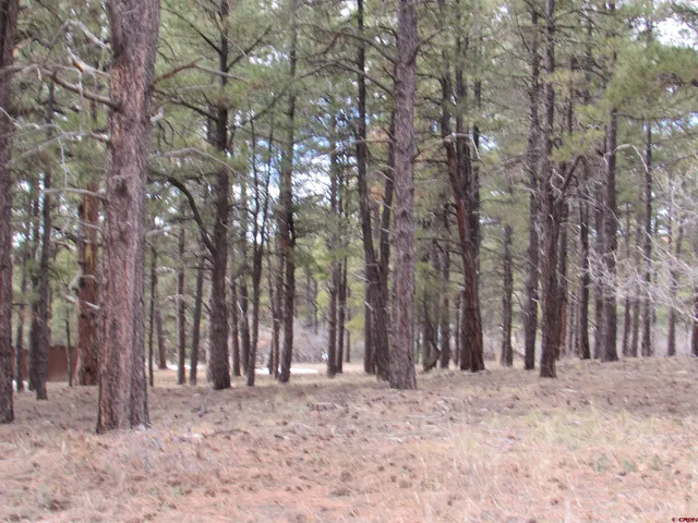 a view of a yard with trees