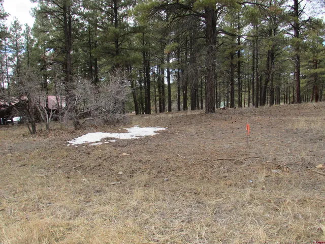 a view of backyard with trees