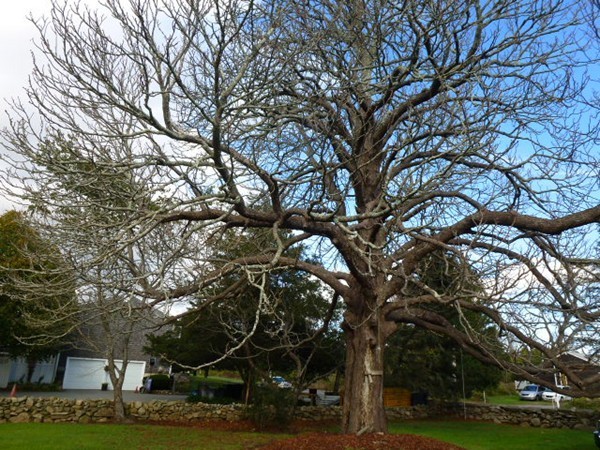 310 Bakerville Road Dartmouth, MA 02748 - Photo 10 of 19 a tree in the middle of a park
