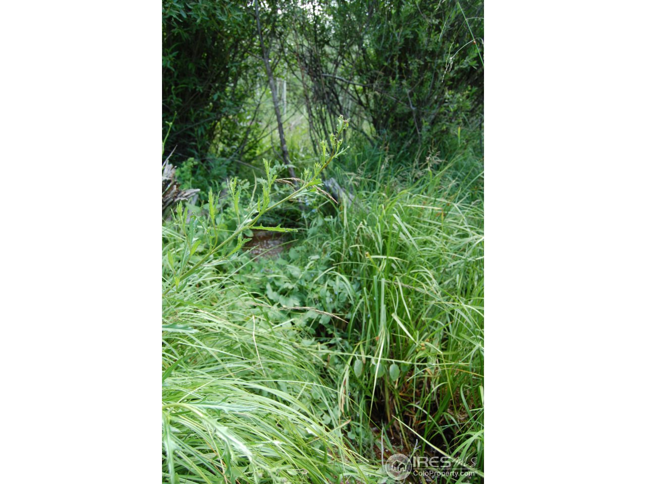 Running Water Creek