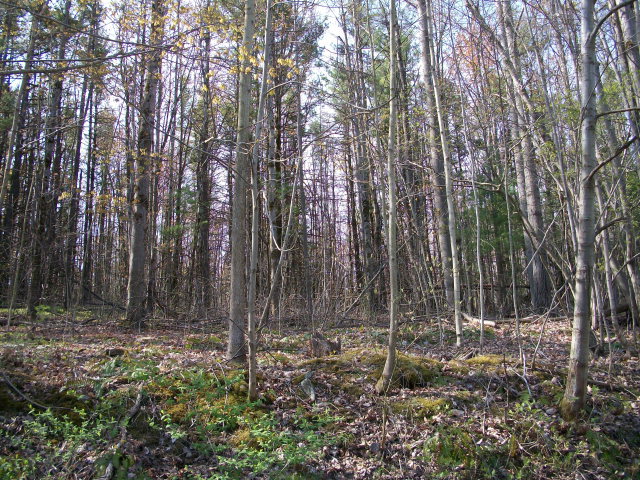 Lot #1 Johnson Road Freeville, NY 13068 - Photo 1 of 1 Gallery Image 1