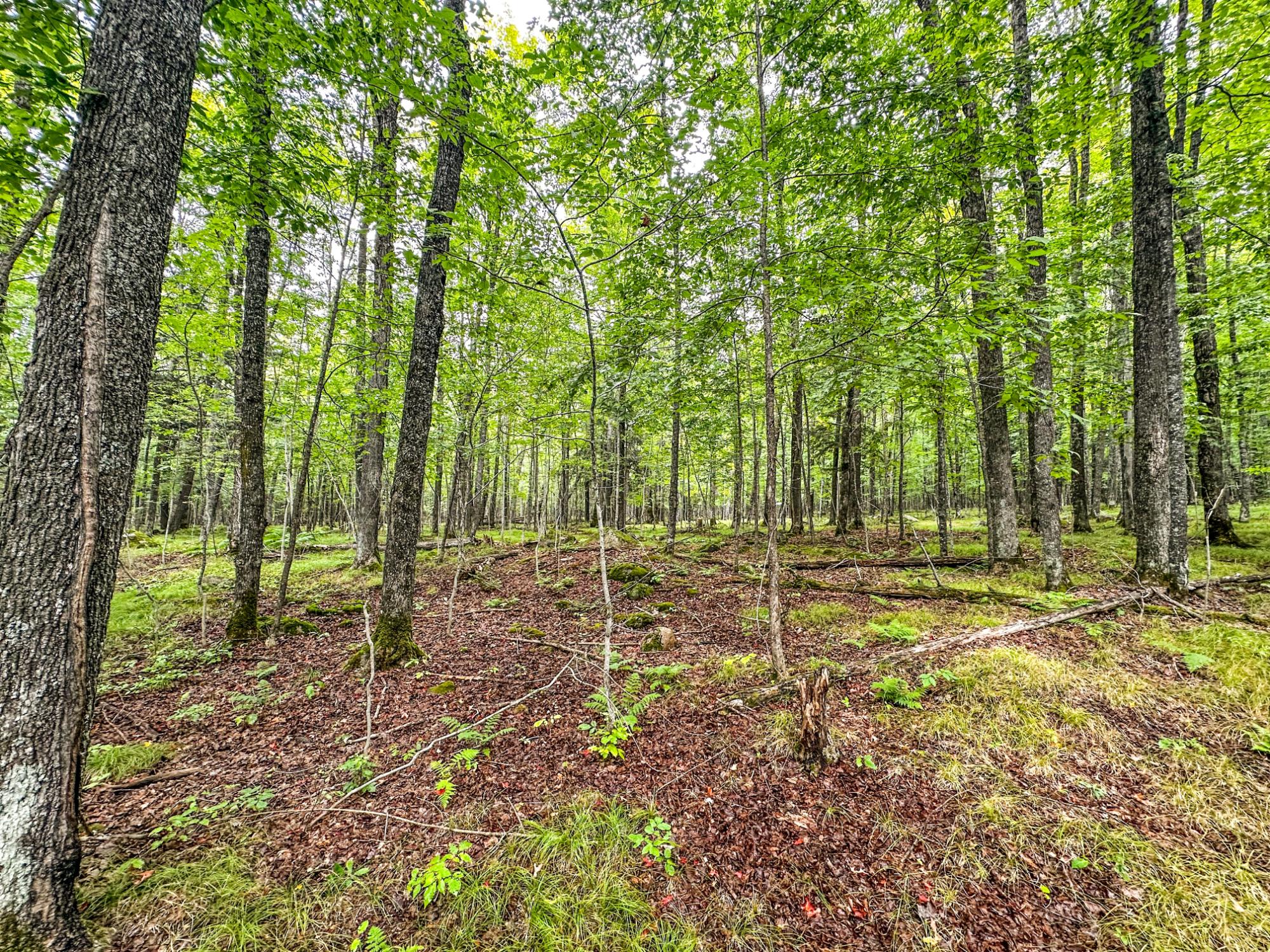 10-acres Bass Lake Road Manitowish Waters, WI 54545 - Photo 15 of 20 Gallery Image 15