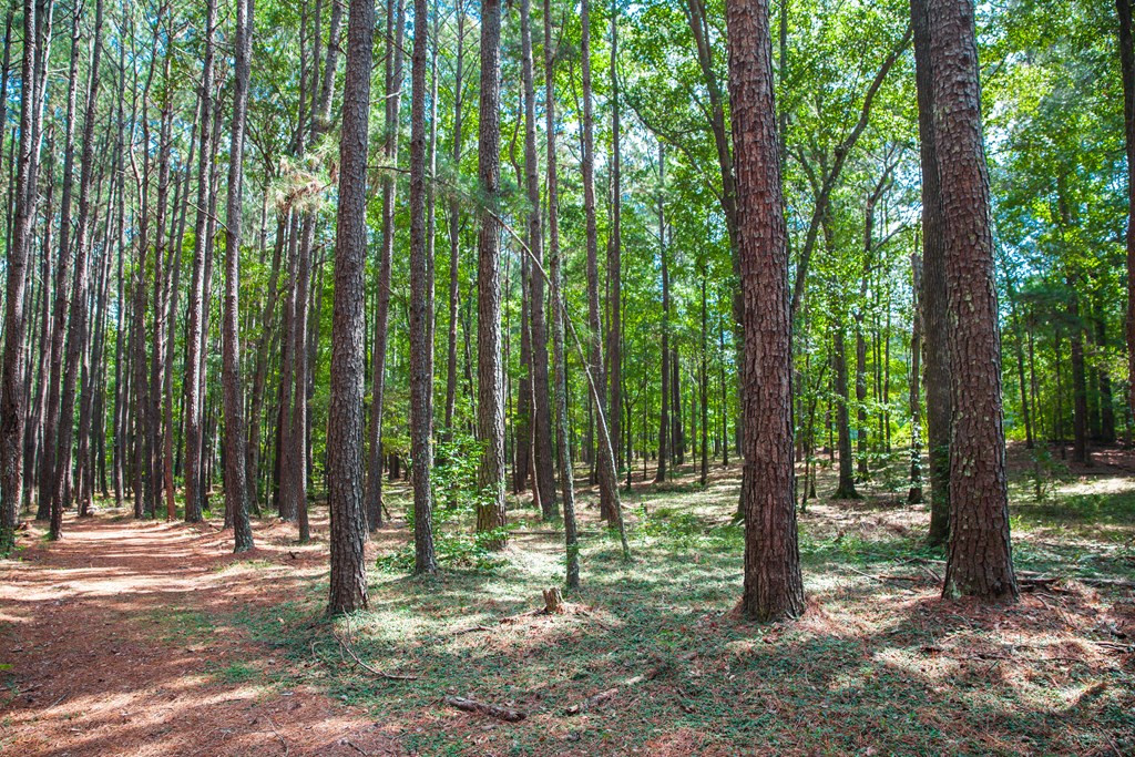 1199 Appling Harlem Road Harlem, GA 30814 - Photo 38 of 49