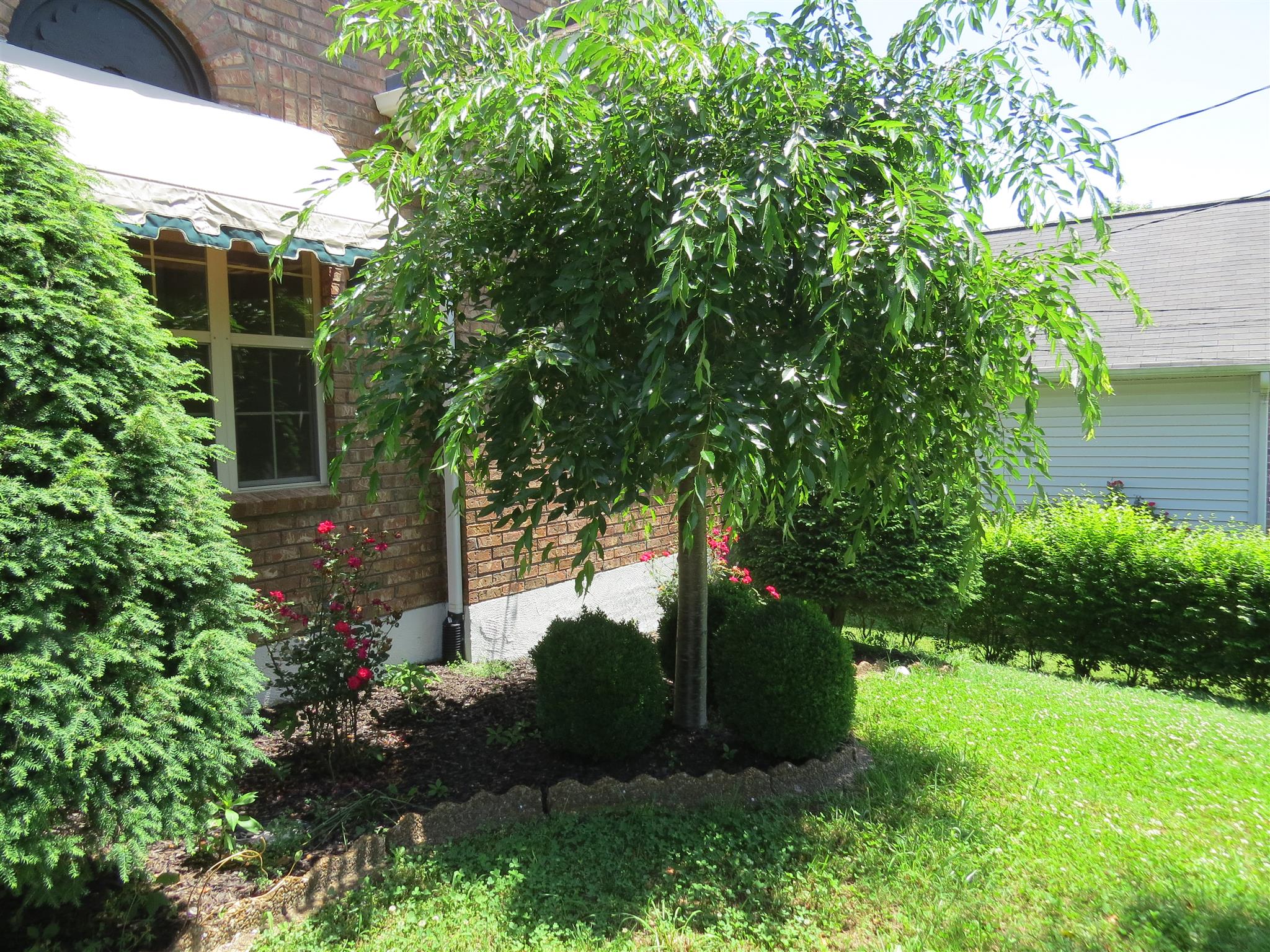 3416 Country Way Road Antioch, TN 37013 - Photo 23 of 28 mature landscaping