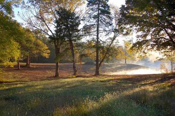 a view of a park with large trees
