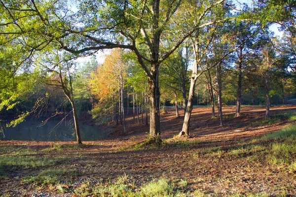 a backyard of a house with trees