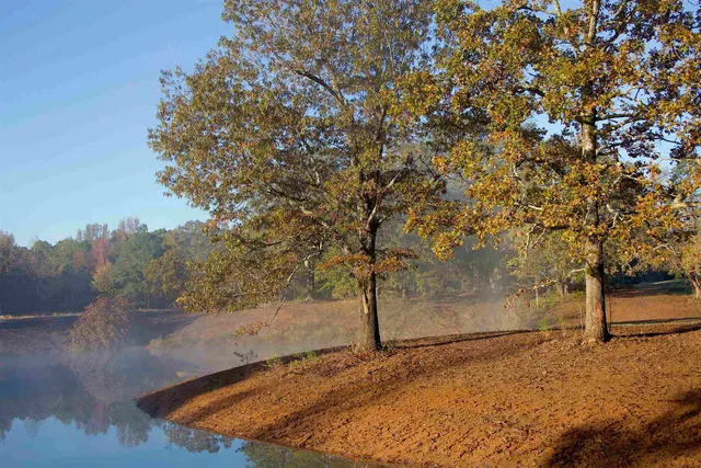 a view of a yard with trees
