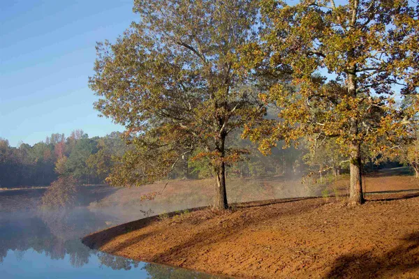 a view of a yard with trees