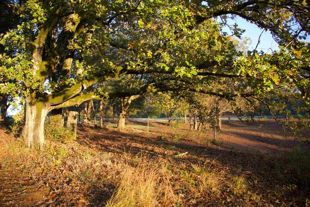 a view of yard with tree