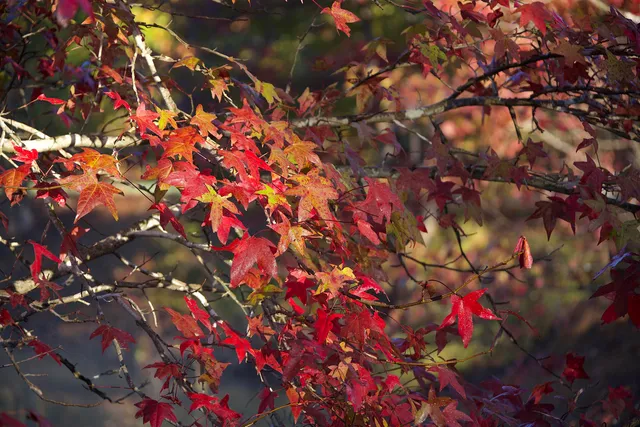 a view of lake with green space