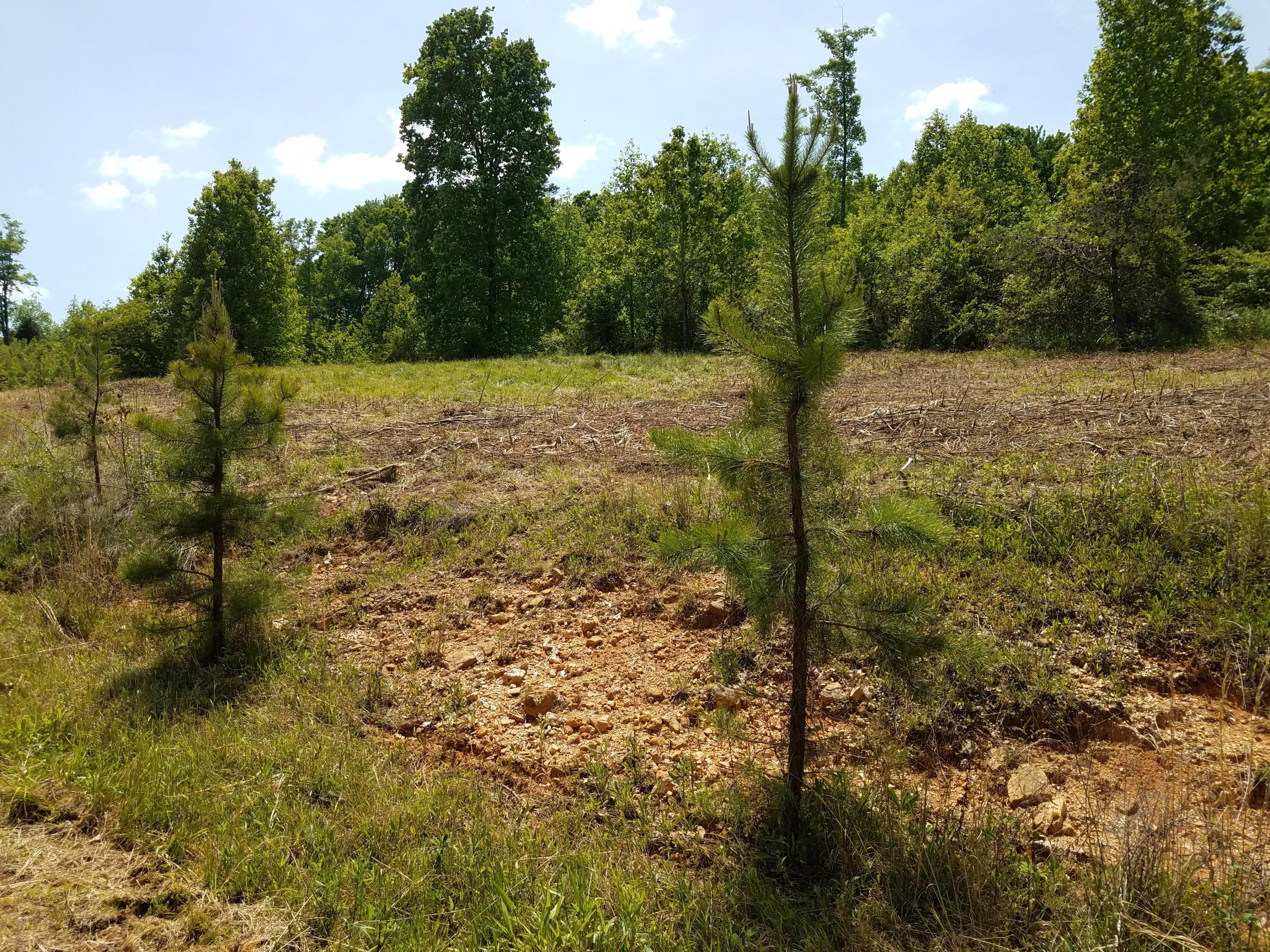 Clouds Road New Tazewell, TN 37825 - Photo 20 of 27 20200516_150216