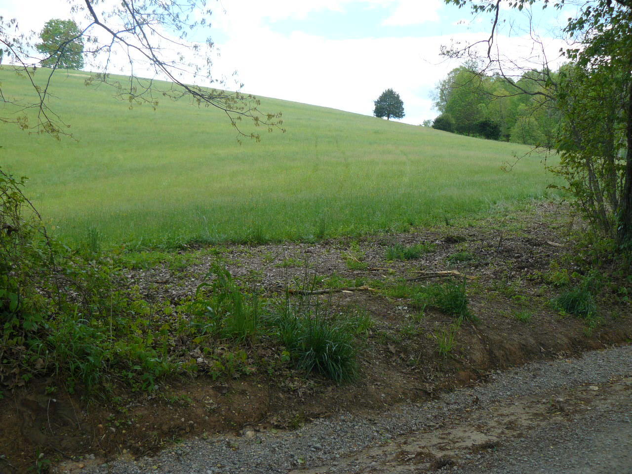 Clouds Road New Tazewell, TN 37825 - Photo 4 of 27 P1410245
