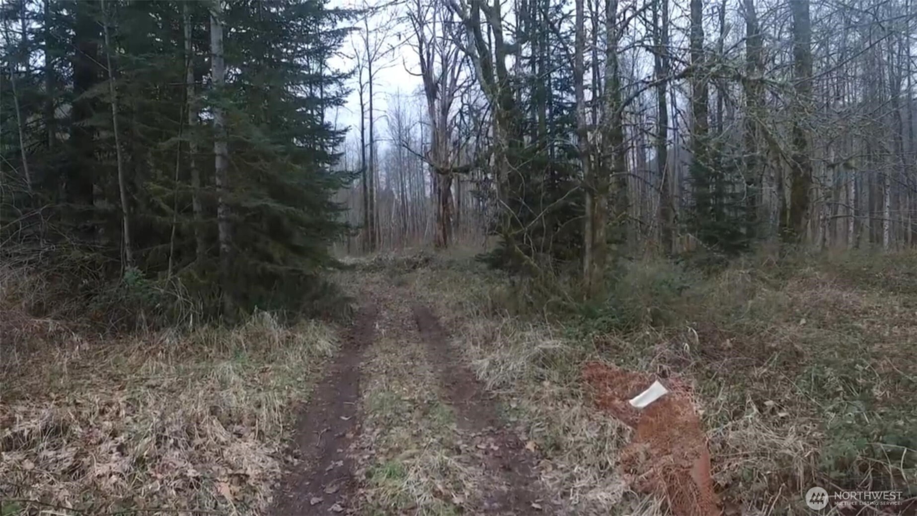 841 West Main Morton, WA 98356 - Photo 19 of 27 a view of a forest with trees in the background