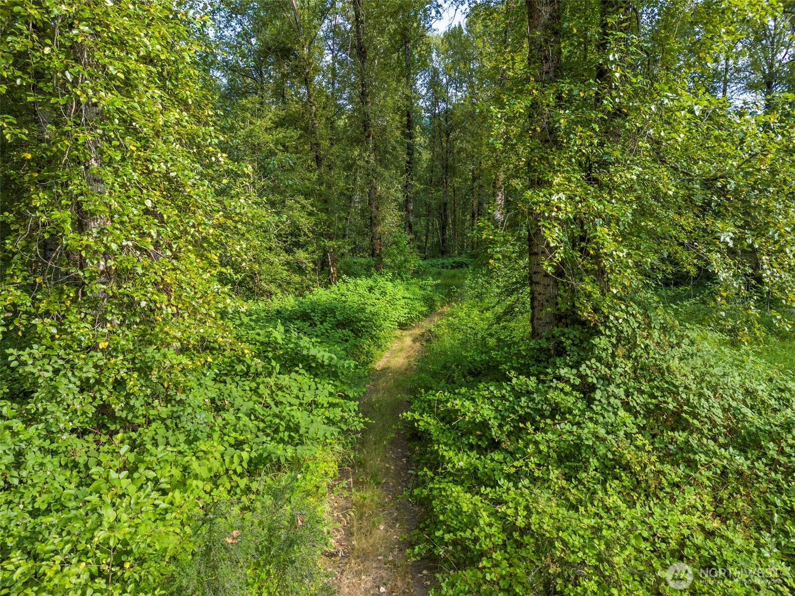 841 West Main Morton, WA 98356 - Photo 21 of 27 a view of a lush green forest