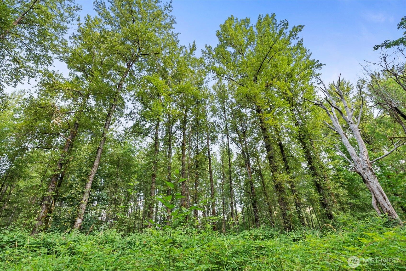 841 West Main Morton, WA 98356 - Photo 22 of 27 a view of a lush green forest with lots of trees