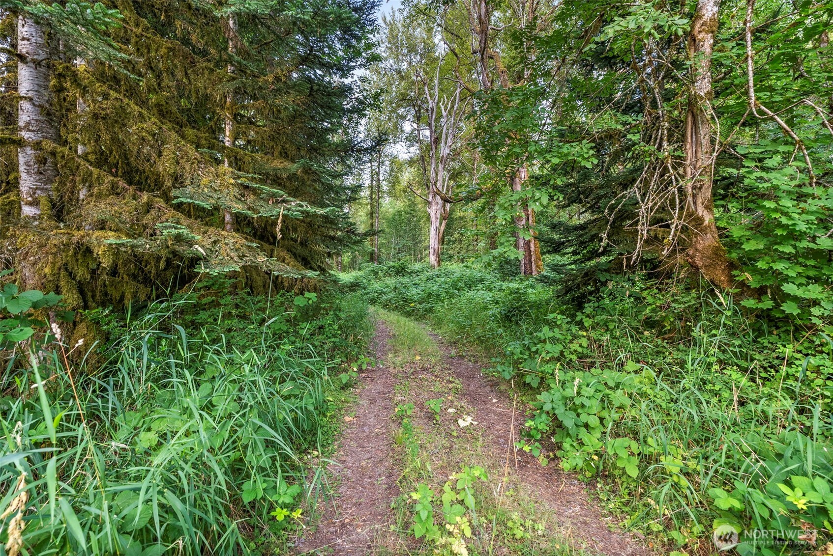 841 West Main Morton, WA 98356 - Photo 23 of 27 a backyard of a house with lots of green space and trees all around