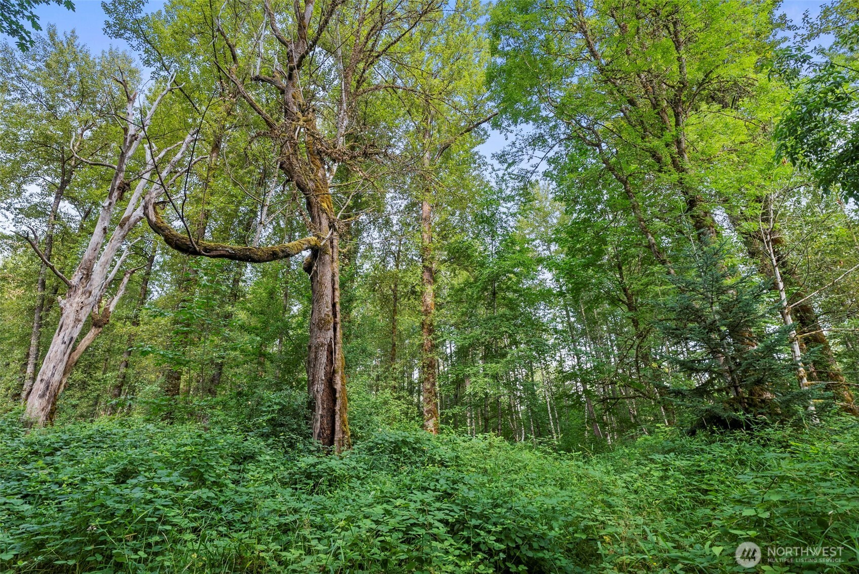 841 West Main Morton, WA 98356 - Photo 24 of 27 a view of a yard