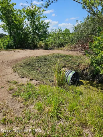 a view of a yard with plants and large trees