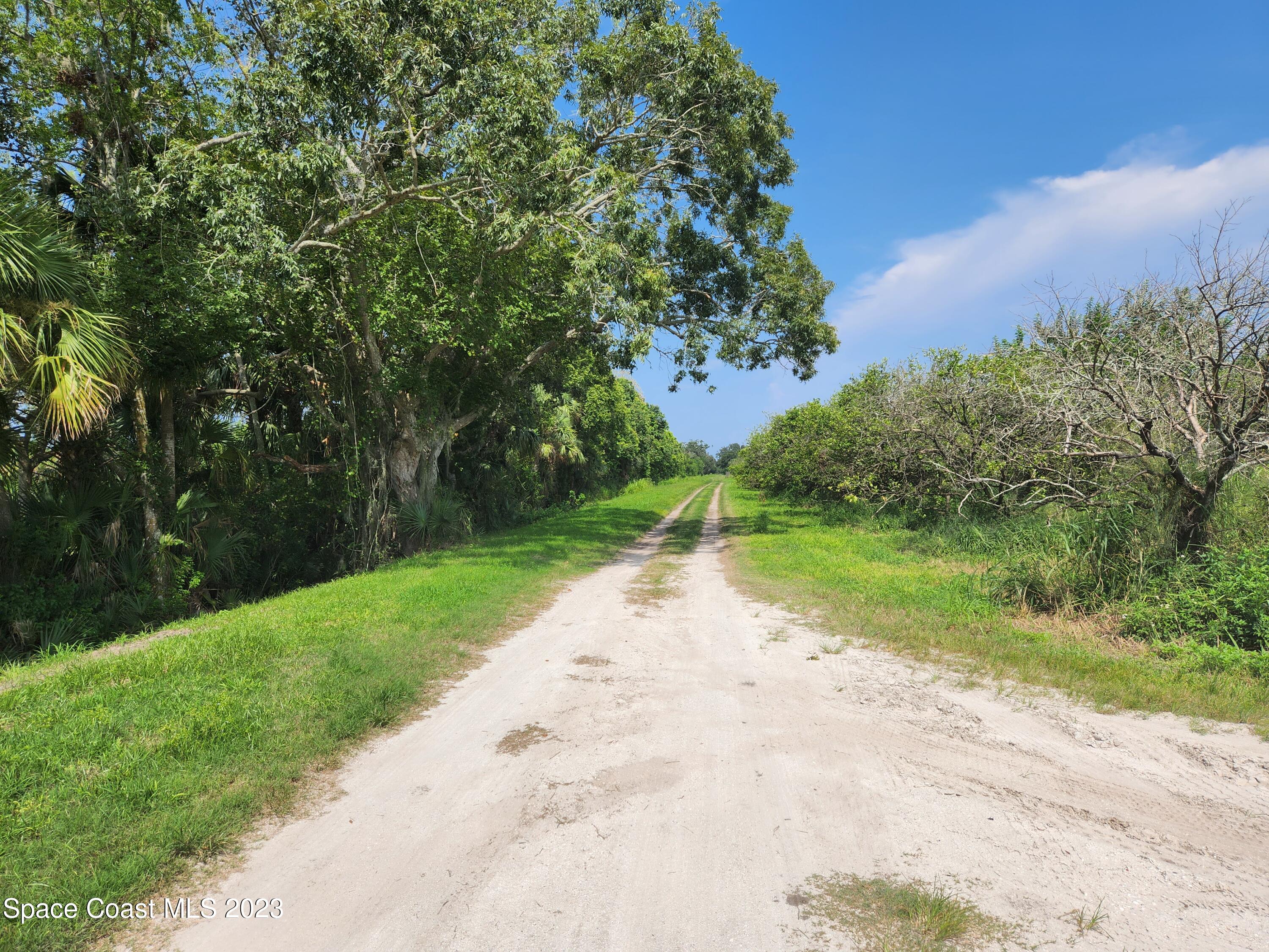 0 Davis Road Mims, FL 32754 - Photo 6 of 8 a view of a yard with plants and large trees