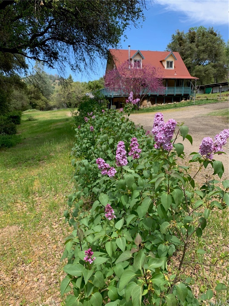 4823 Marklee Road Mariposa, CA 95338 - Photo 1 of 1 Beautiful row of Lilac's at front entrance of the property!