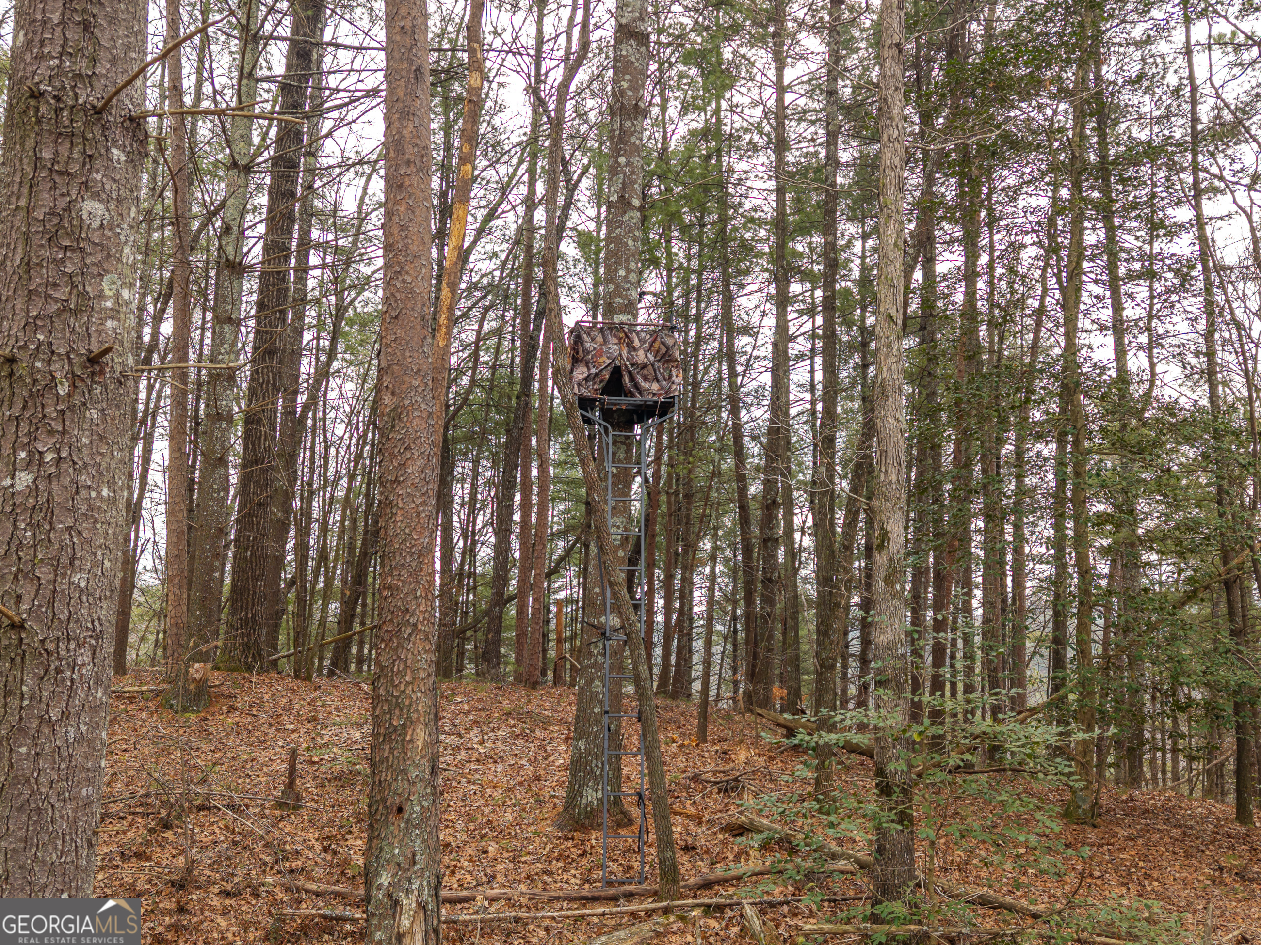 2641 Highway 52 Ellijay, GA 30536 - Photo 39 of 43