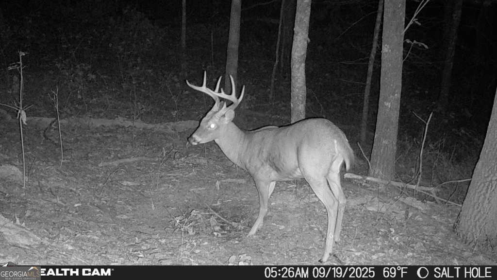 2641 Highway 52 Ellijay, GA 30536 - Photo 40 of 43