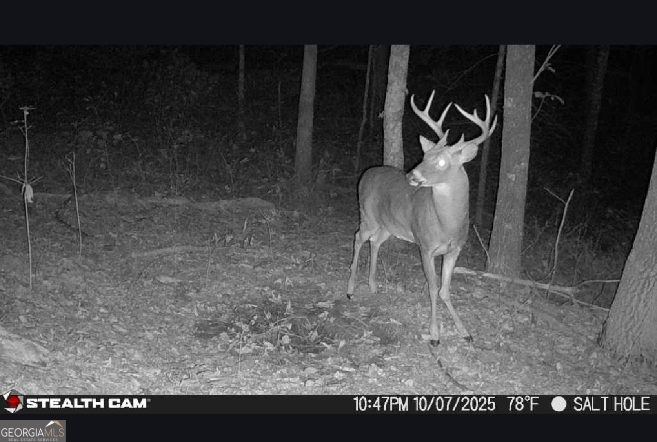 2641 Highway 52 Ellijay, GA 30536 - Photo 41 of 43