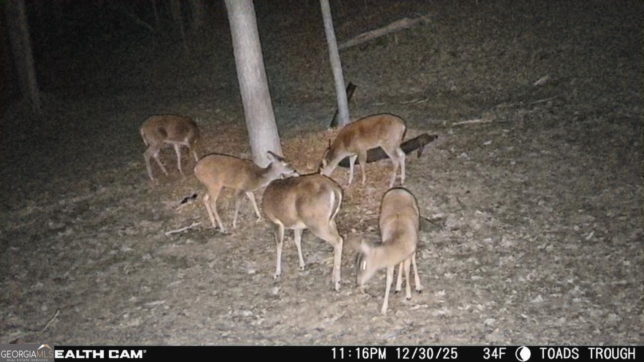 2641 Highway 52 Ellijay, GA 30536 - Photo 42 of 43