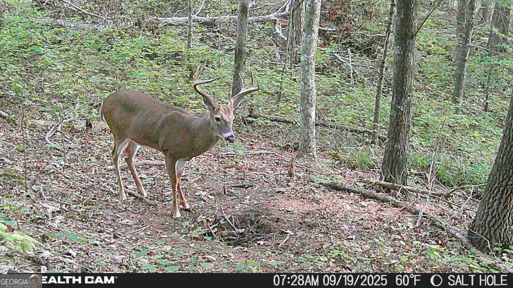 2641 Highway 52 Ellijay, GA 30536 - Photo 43 of 43