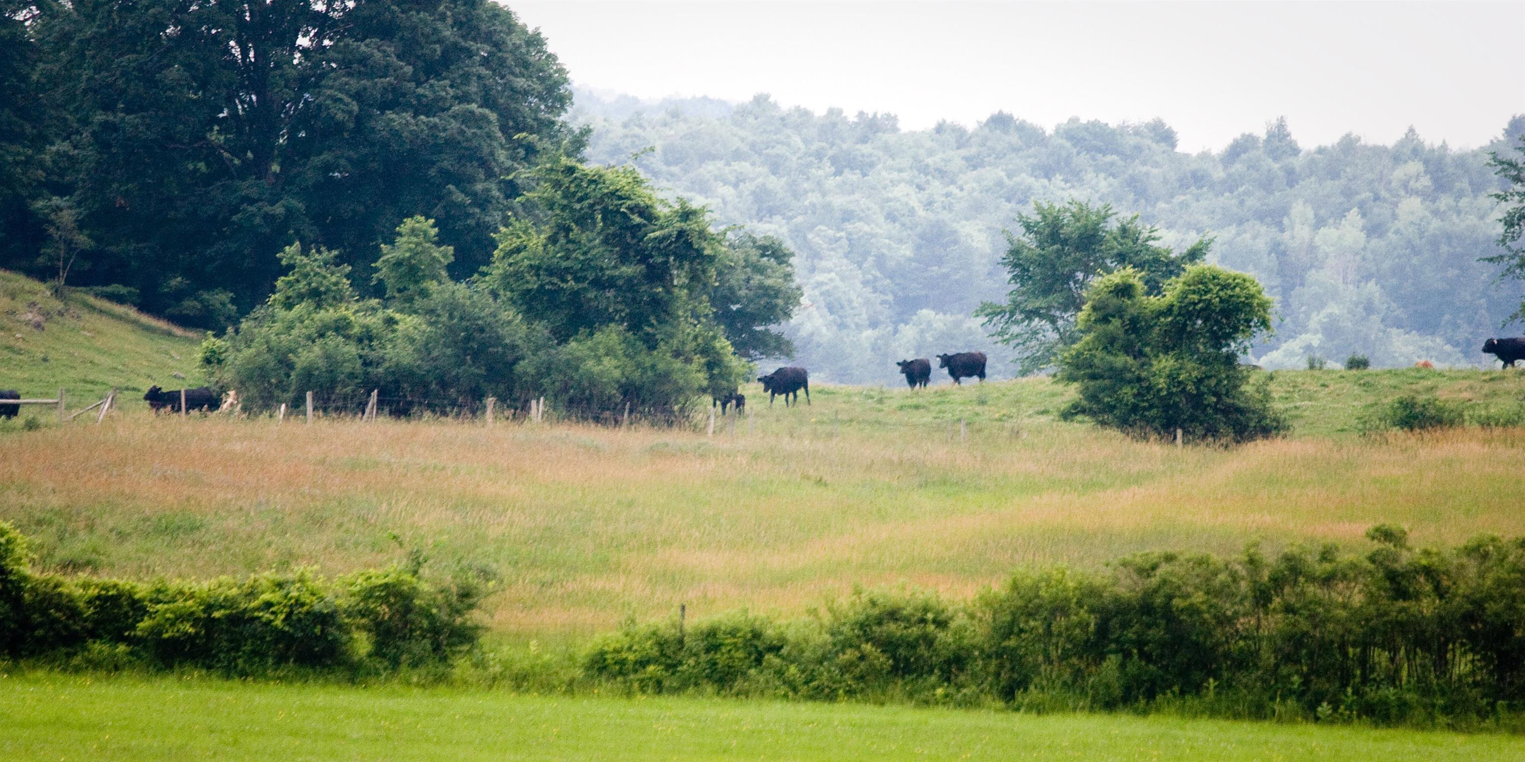 957 Pleasant Valley Road Benson, VT 05760 - Photo 26 of 60