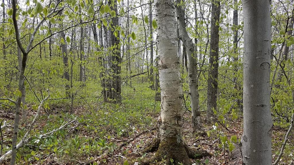 T/b/d Cottage Road Ellison Bay, WI 54210 - Photo 1 of 1