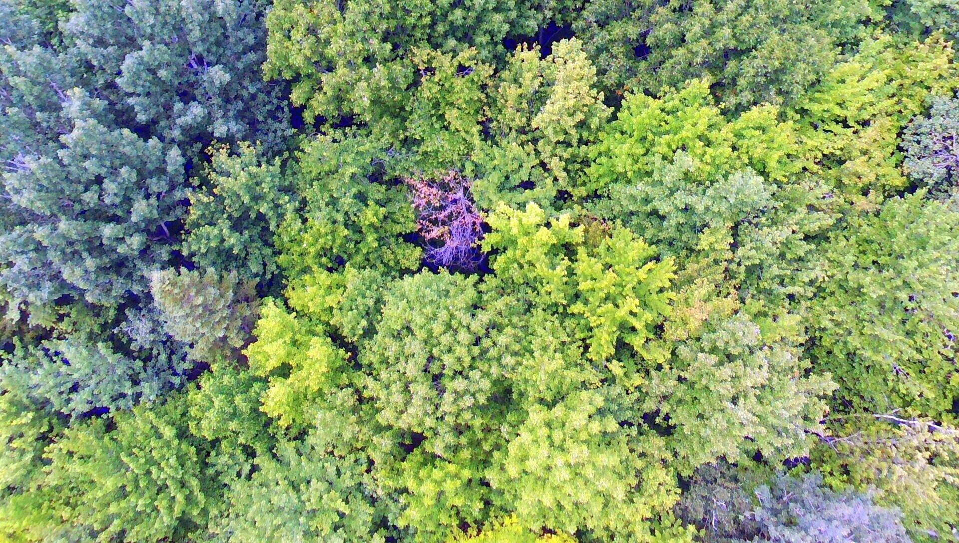513 Rand Road Industry, ME 04938 - Photo 37 of 72 Densely Wooded