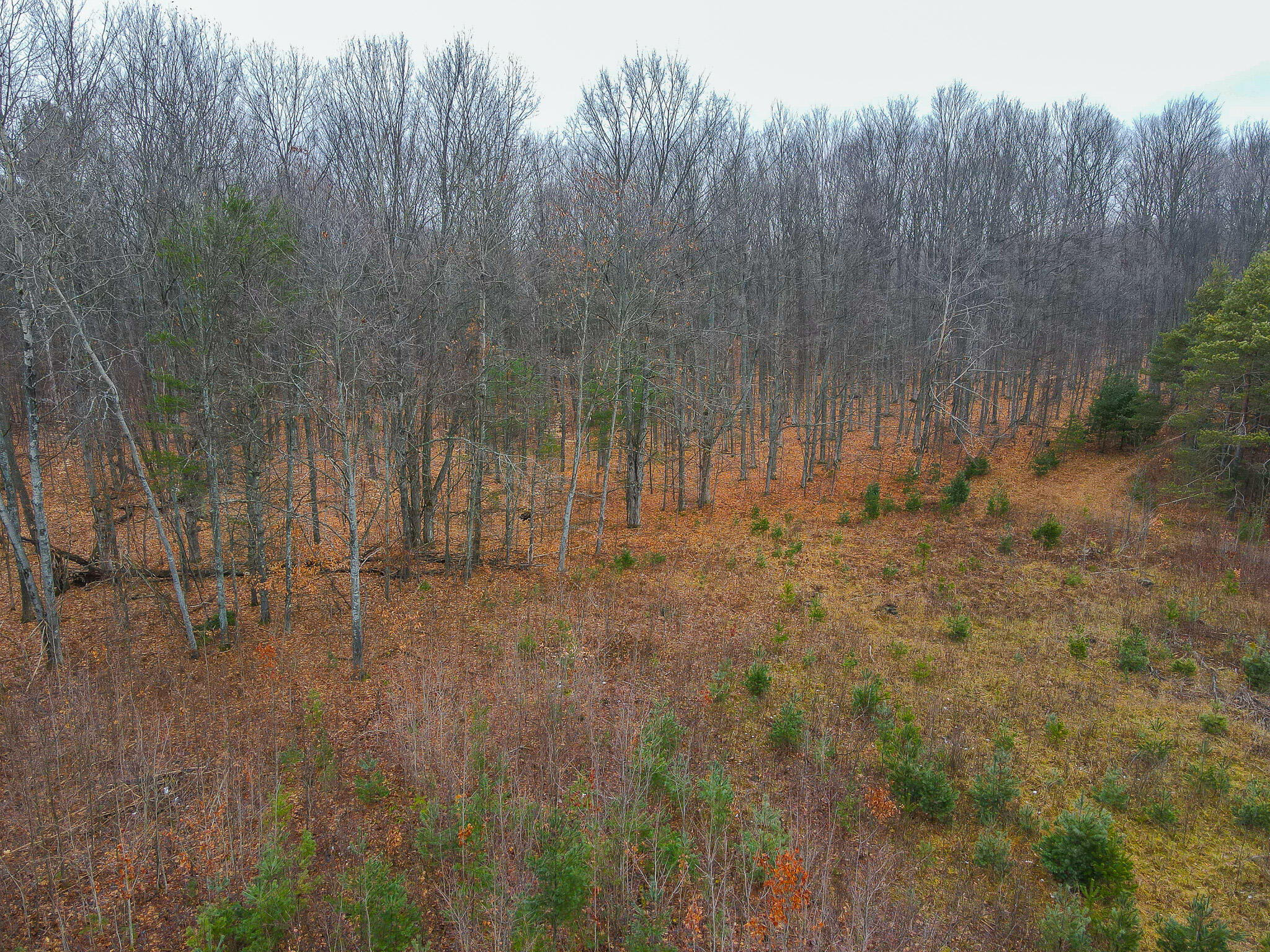 V/l Wolfe Road Fife Lake, MI 49633 - Photo 7 of 23 dji_fly_20231217_115352_199_170283210835