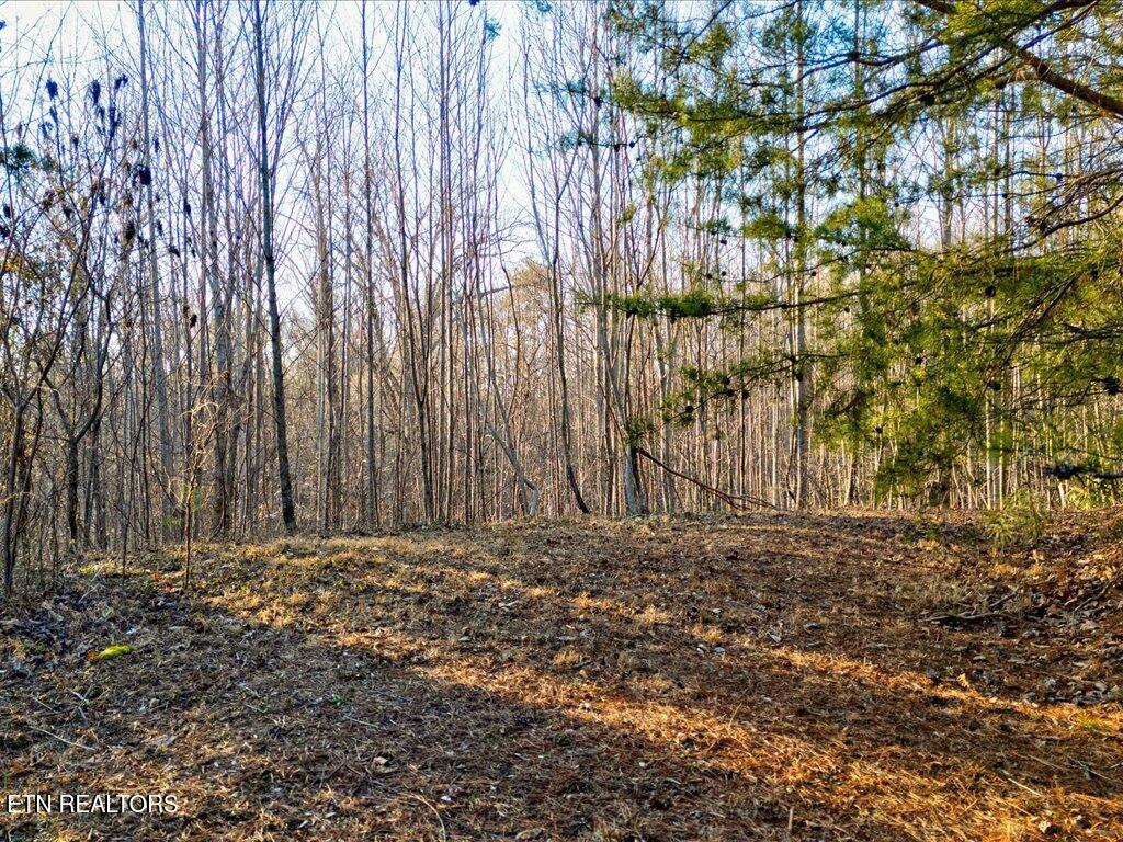 Lot 31 Sonshine Ridge Road Cosby, TN 37722 - Photo 6 of 25 Lot 31 Sonshine Ridge Rd - 6