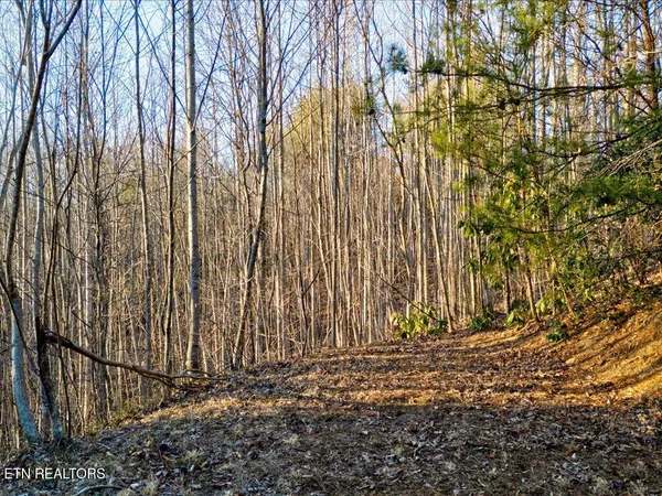 $99,000 | Lot 31 Sonshine Ridge Road, Cosby, TN 37722