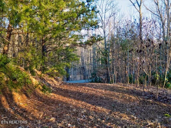 $99,000 | Lot 31 Sonshine Ridge Road, Cosby, TN 37722