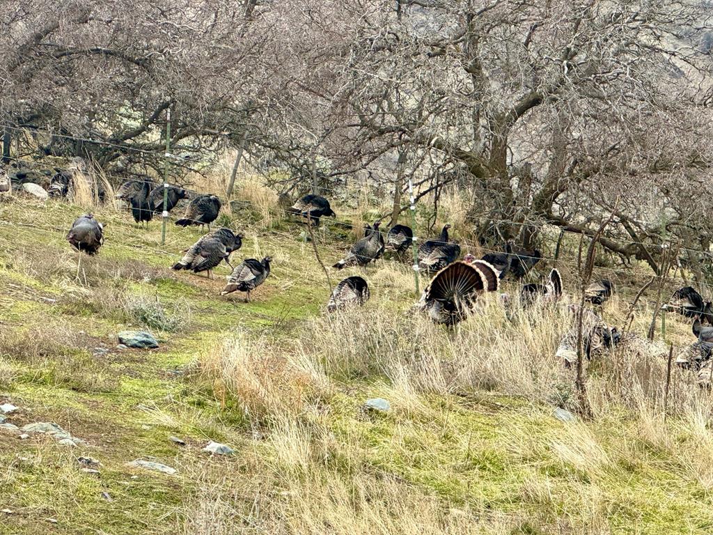 Tbd East Shingle Creek Road, Unit 7 Riggins, ID 83549 - Photo 21 of 23 Abundant Wildlife frequent the property