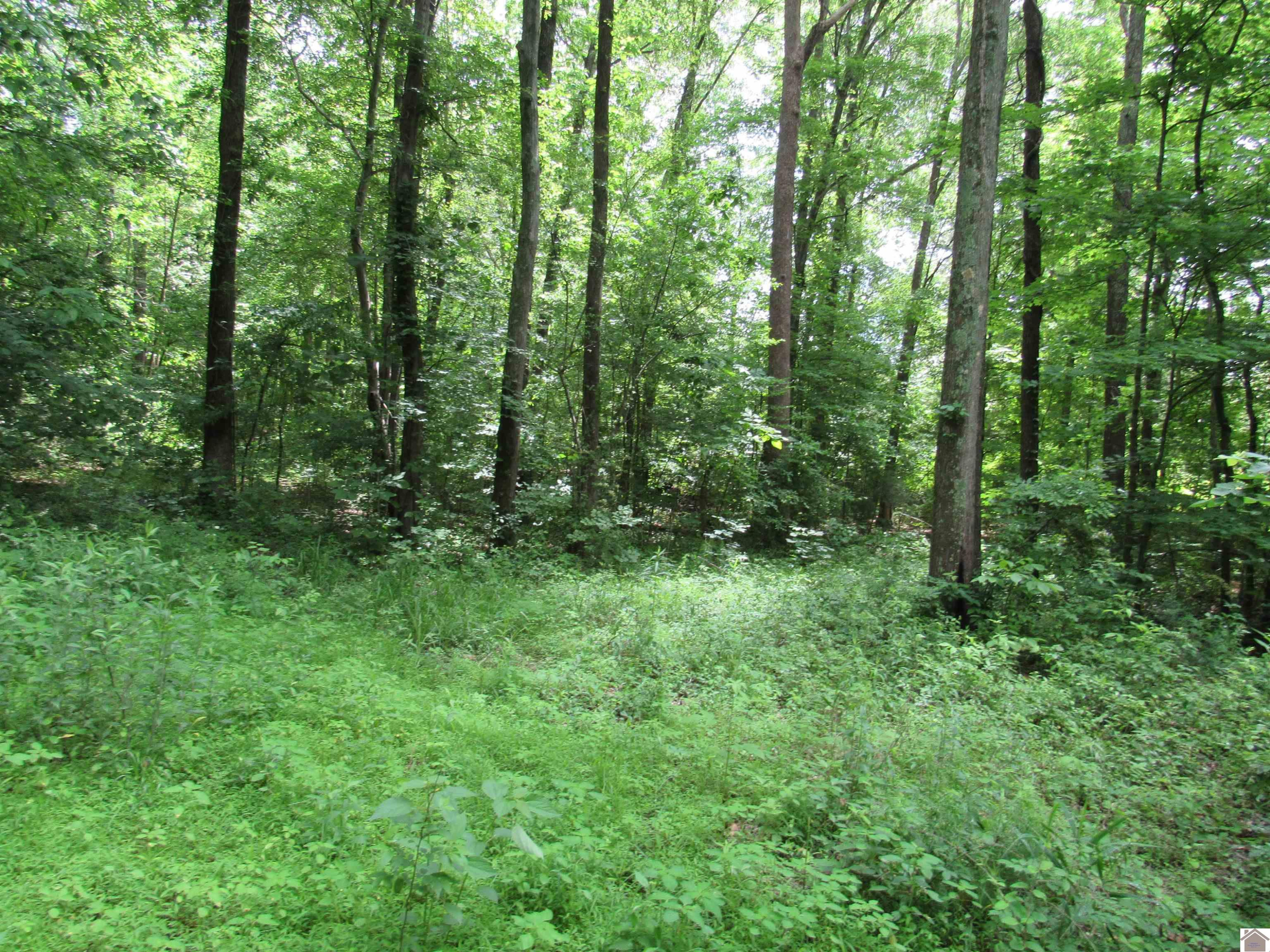 Dooms Chapel Road Symsonia, KY 42082 - Photo 5 of 16 Photo 5