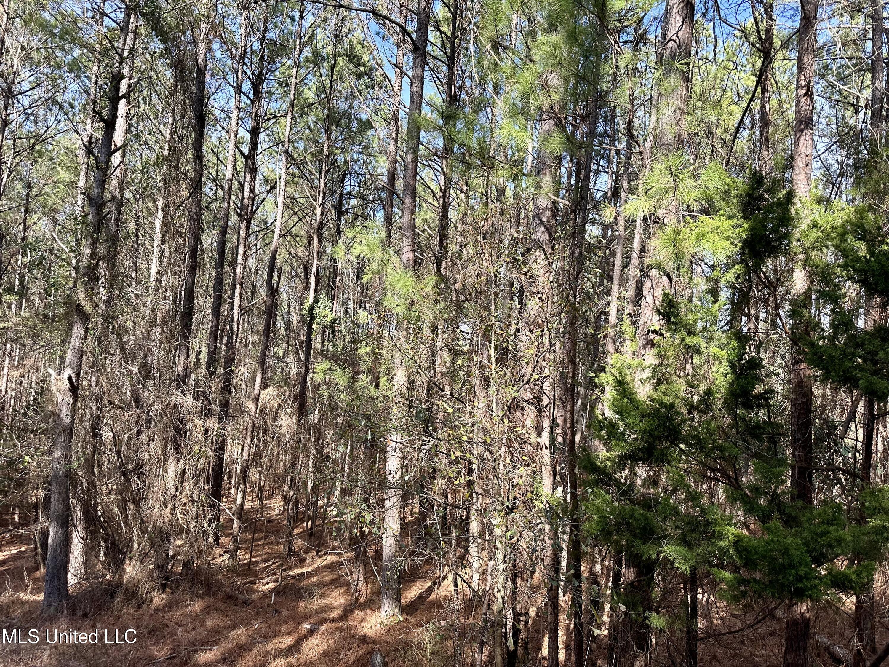 Bates Road Road Louisville, MS 39339 - Photo 16 of 27 IMG_5580