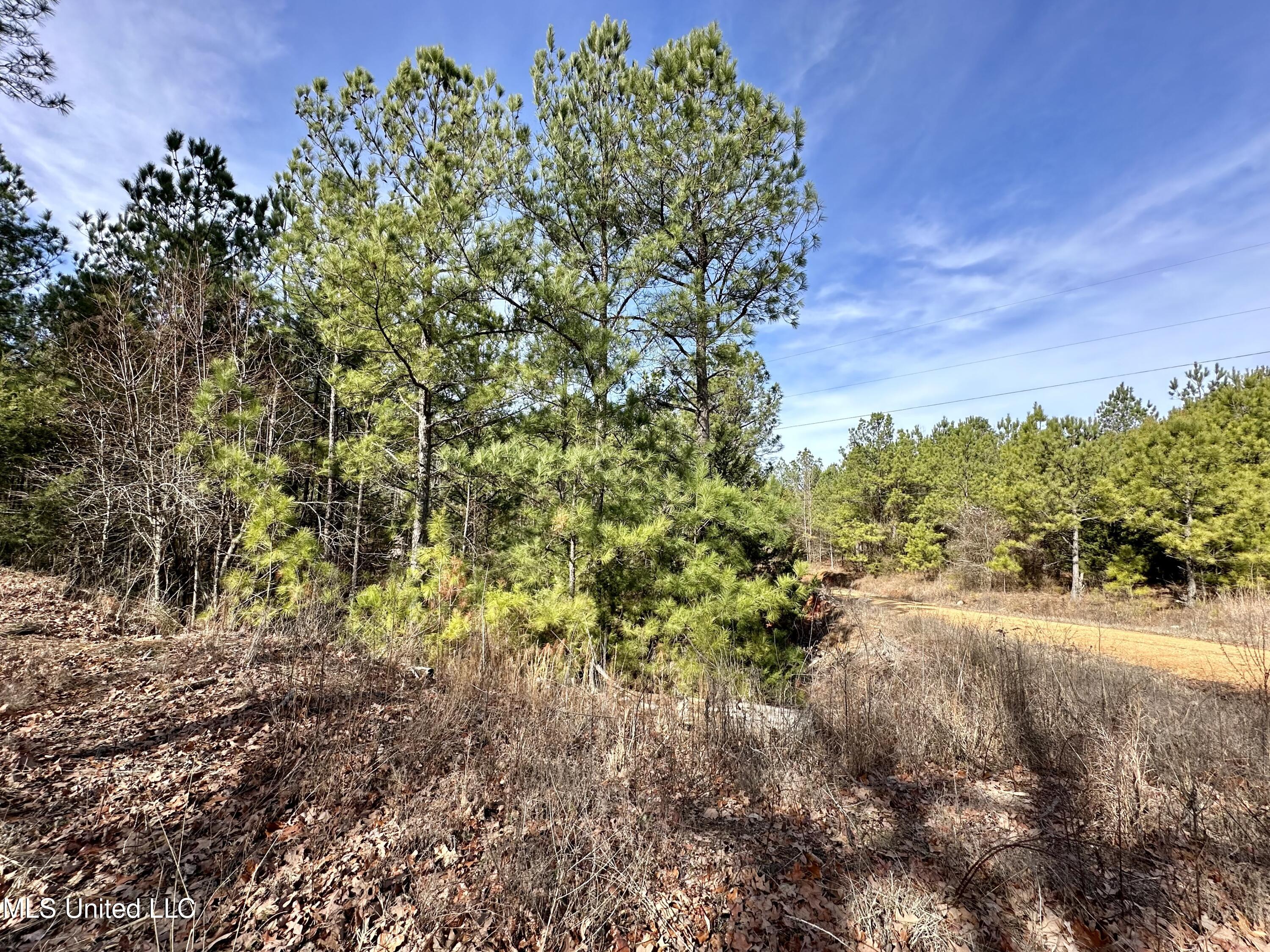 Bates Road Road Louisville, MS 39339 - Photo 2 of 27 IMG_5563