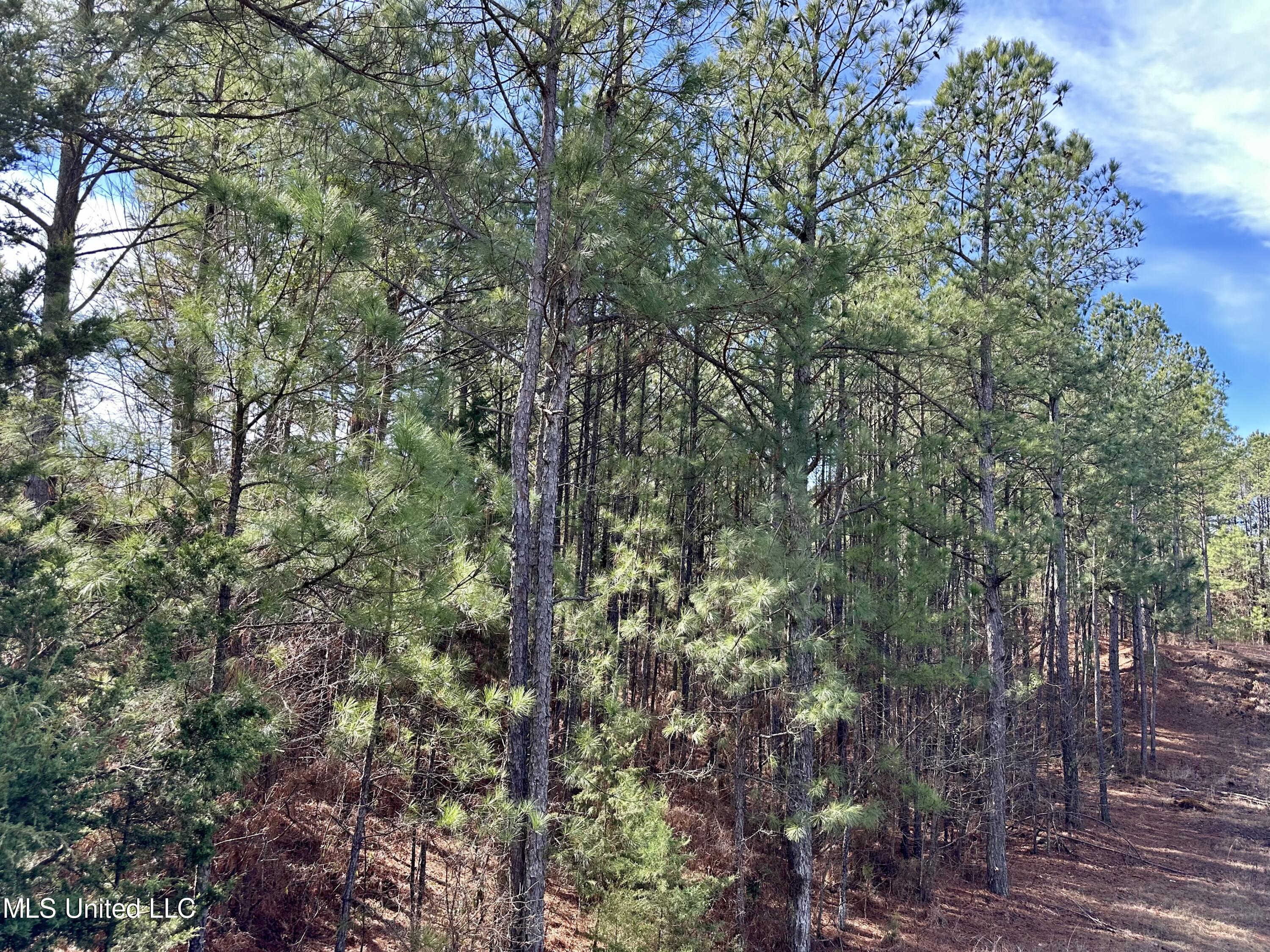 Bates Road Road Louisville, MS 39339 - Photo 5 of 27 IMG_5566