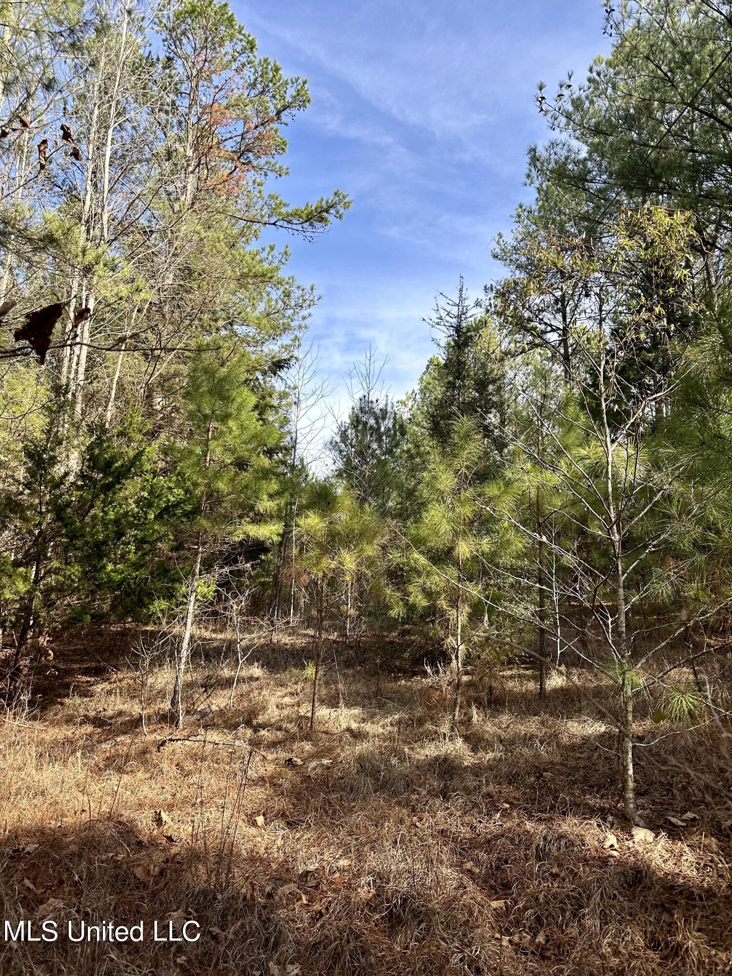 Bates Road Road Louisville, MS 39339 - Photo 10 of 27 IMG_5571