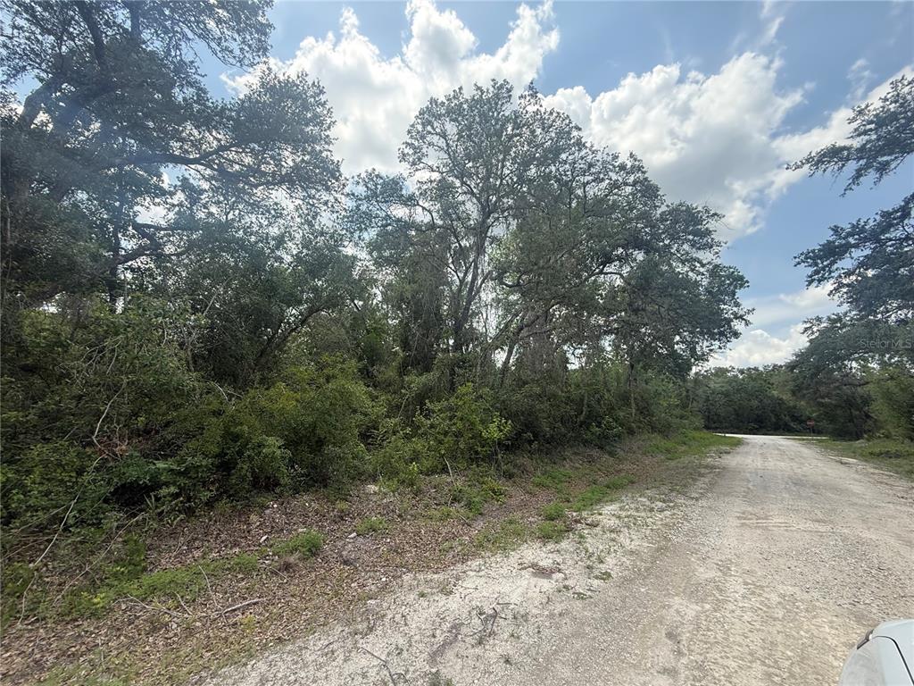 7419 Southeast Avenue Webster, FL 33597 - Photo 2 of 7 a view of a forest with trees in the background