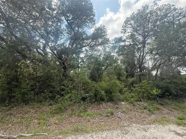 a view of a forest with trees in the background