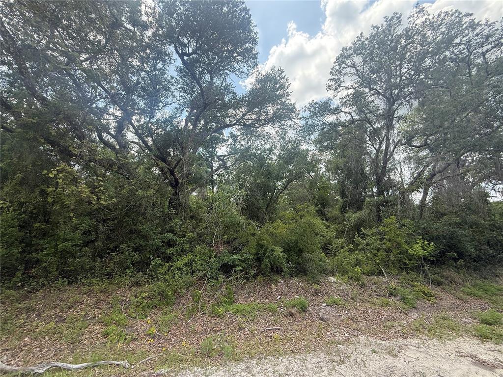 7419 Southeast Avenue Webster, FL 33597 - Photo 3 of 7 a view of a forest with trees in the background
