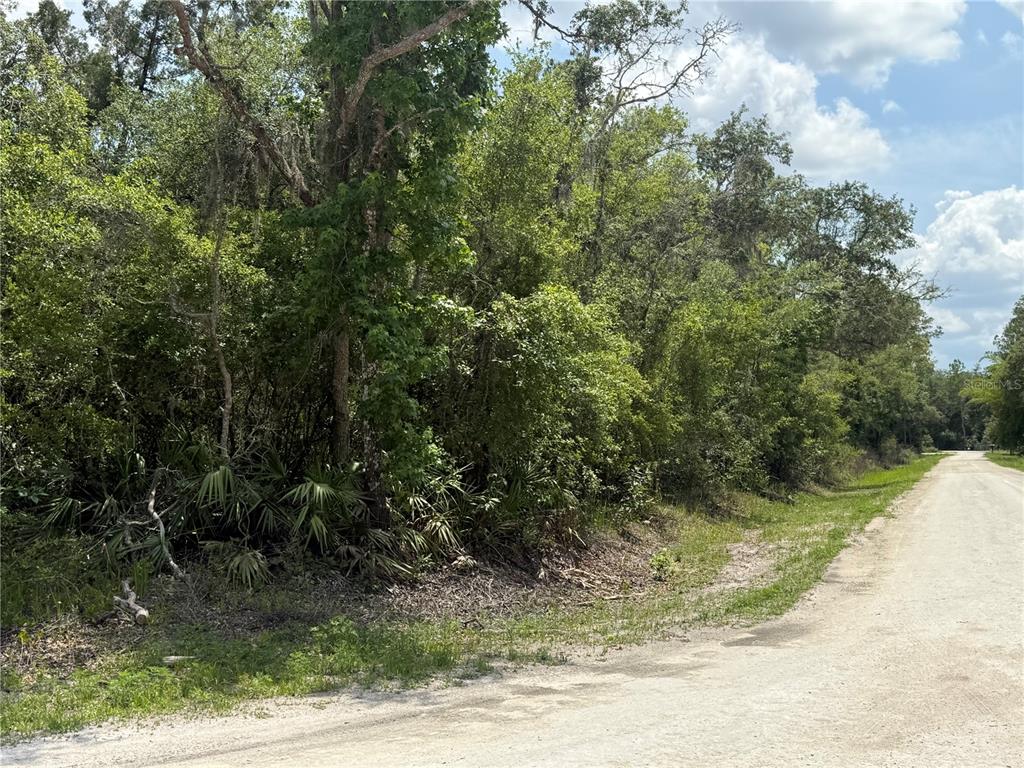 7419 Southeast Avenue Webster, FL 33597 - Photo 7 of 7 a view of a yard with plants