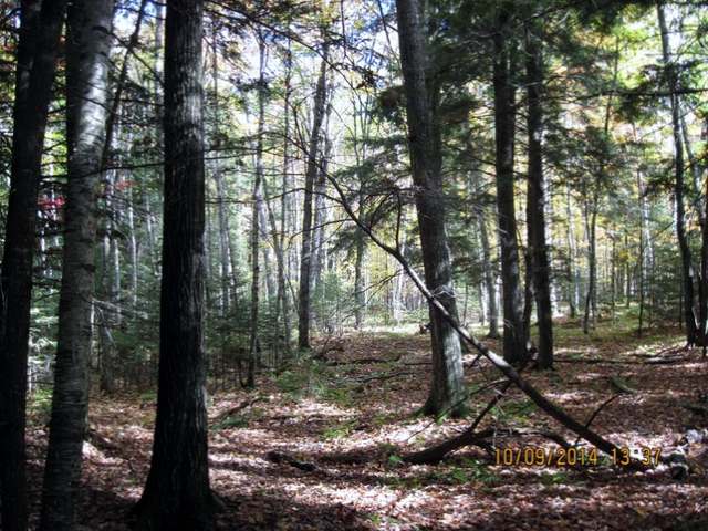 7-acres Sabinois Point Road Pelican Lake, WI 54463 - Photo 13 of 19 Gallery Image 13