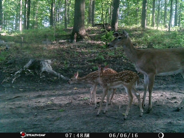 8670 West 48 Road Wellston, MI 49689 - Photo 13 of 68 unnamed (14)